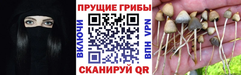 Галлюциногенные грибы Psilocybe  Адыгейск 
